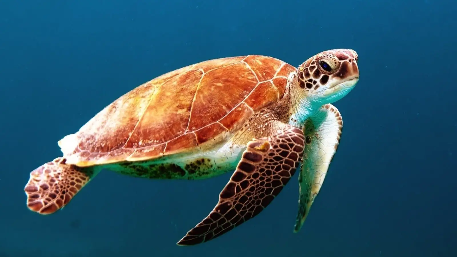 Sea Turtle, Inc. sea turtle conservatory and rescue center in South Padre Island