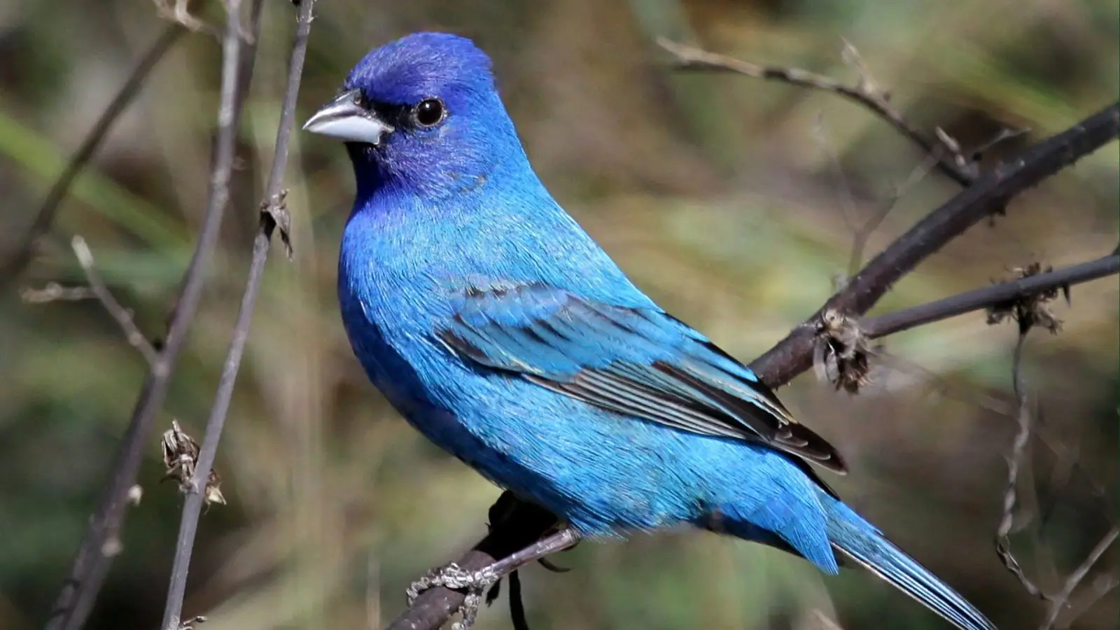 South Padre Island Birding, Nature Center & Alligator Sanctuary