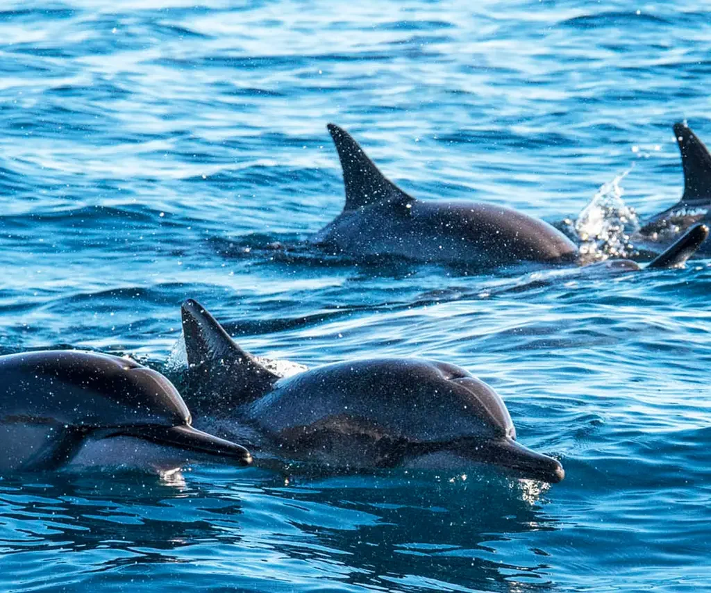 Dolphin Watch in South Padre Island. Cruises in Laguna Madre and Gulf of Mexico