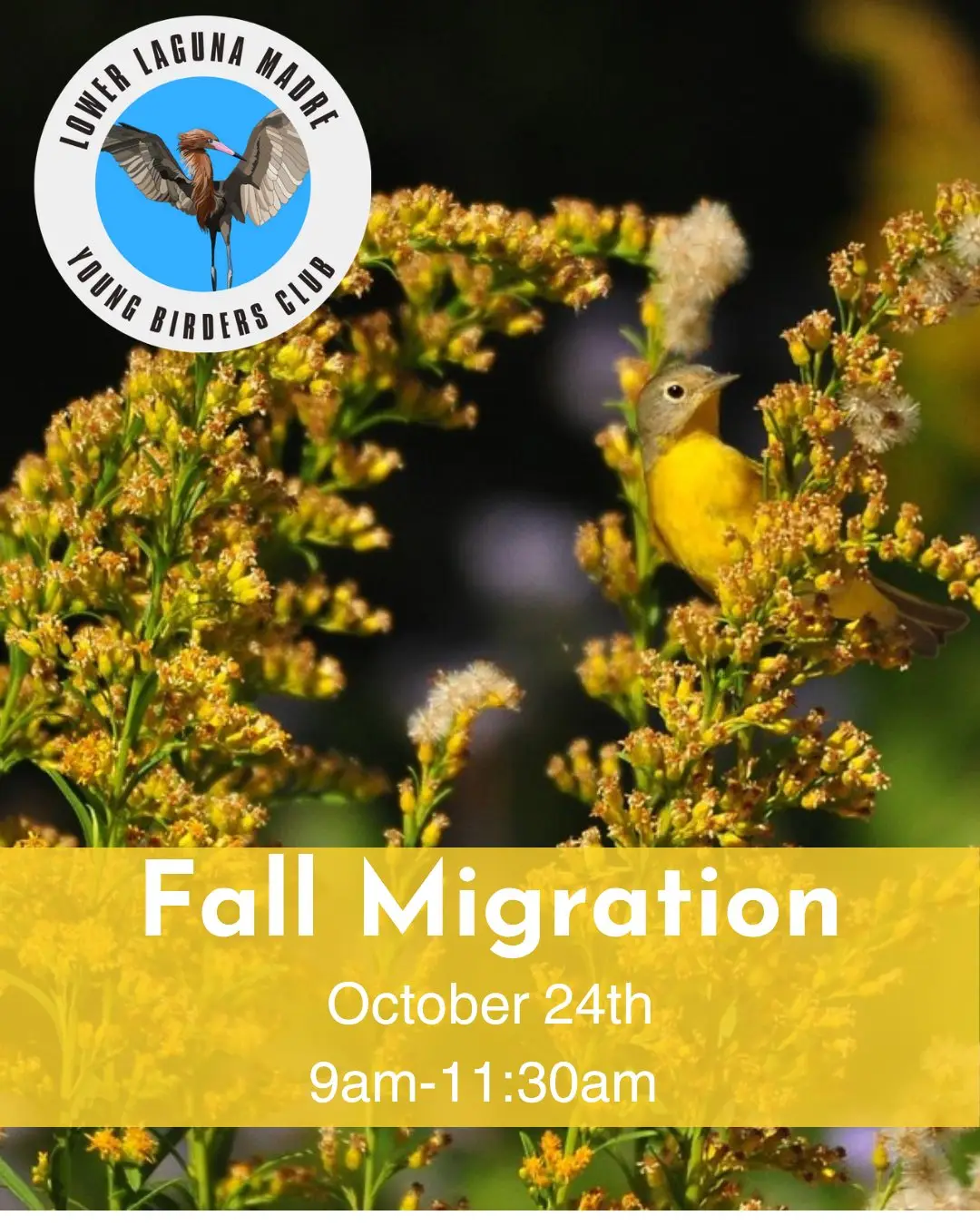 Lower Laguna Madre Young Birders Club Fall Migration flyer: October 24, 9am to 11:30am, showing a yellow warbler perched on goldenrod